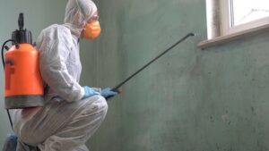 mold removal